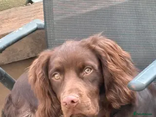 Cocker Spaniel dogs Bear - Advert 10