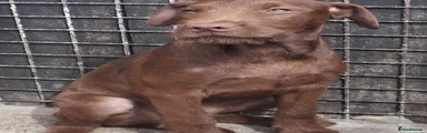 Taz