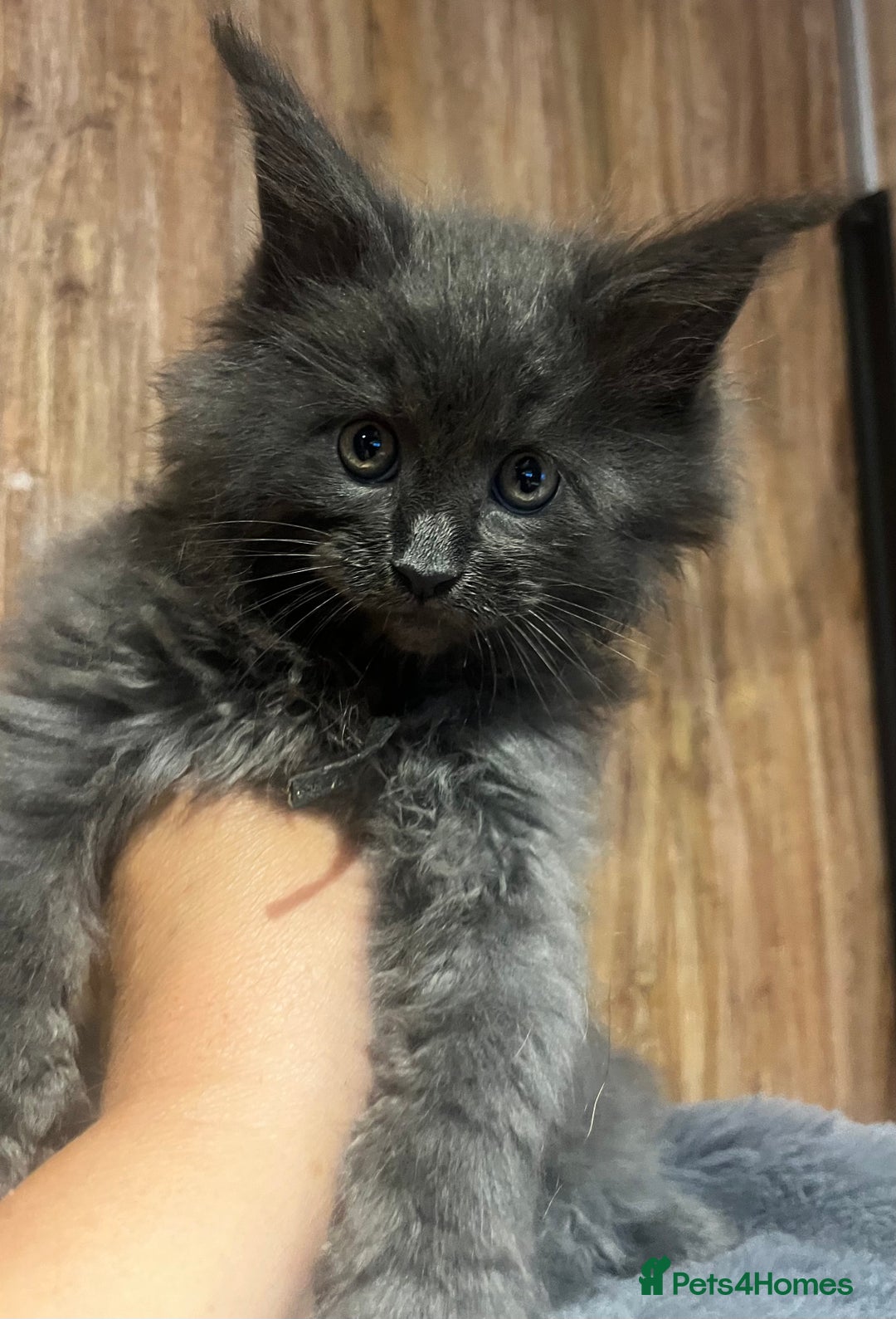 Maine Coon cats for sale: STUNNING MAINE COON KITTENS BLUE SMOKE (tica reg ) - Image 17