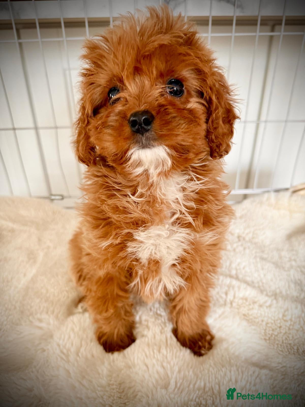 Cavapoo dogs Cavapoobabiesuk litter has arriced - Advert 1