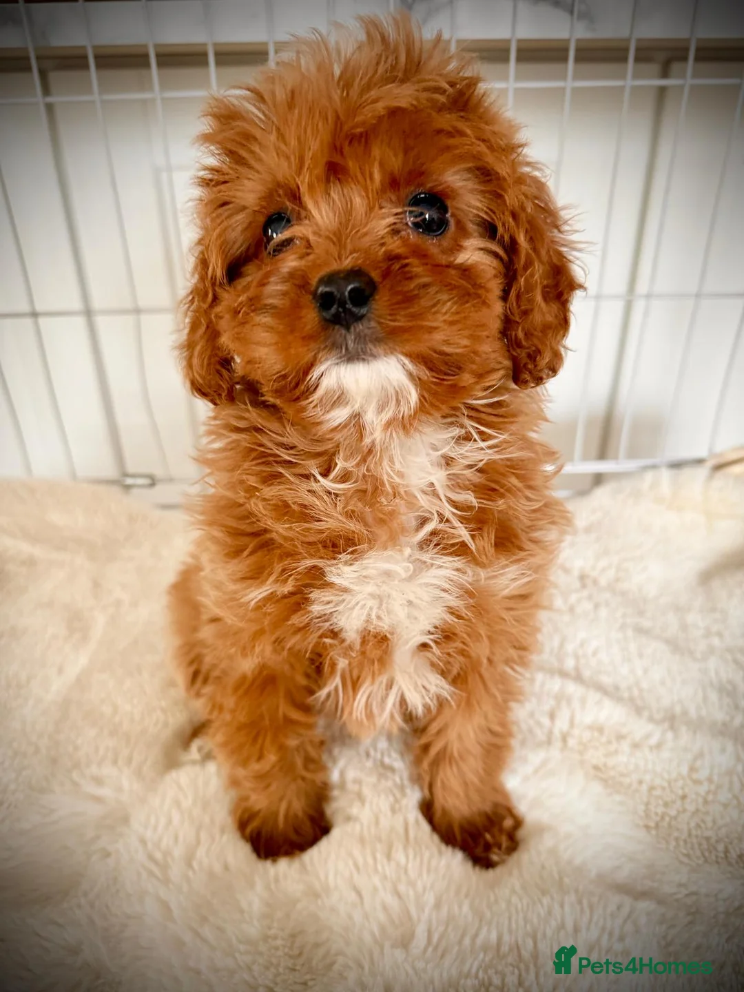 Cavapoo dogs for sale: Cavapoobabiesuk litter has arriced - Advert 1