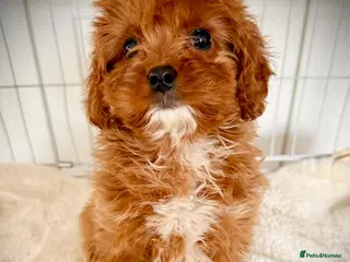 Cavapoo dogs Cavapoobabiesuk litter has arriced - Advert 1