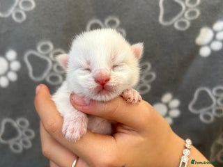 Maine Coon cats - Advert 5