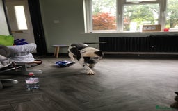 Mixed Breed dogs for sale: Zeus FREE TO GOOD HOME - Image 3
