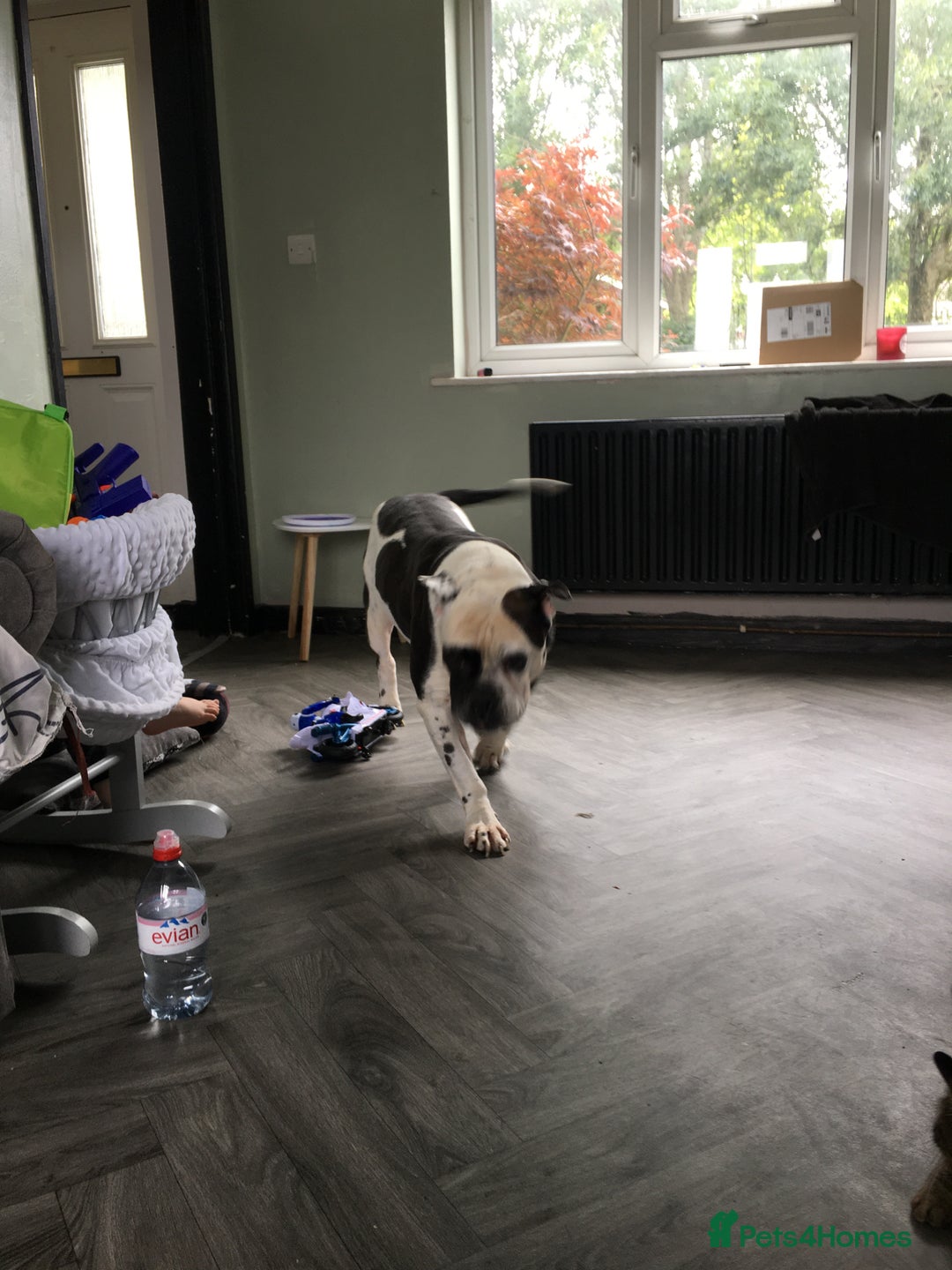 Mixed Breed dogs for sale: Zeus FREE TO GOOD HOME - Image 3