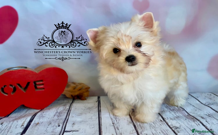 Yorkshire Terrier dogs - Advert 1