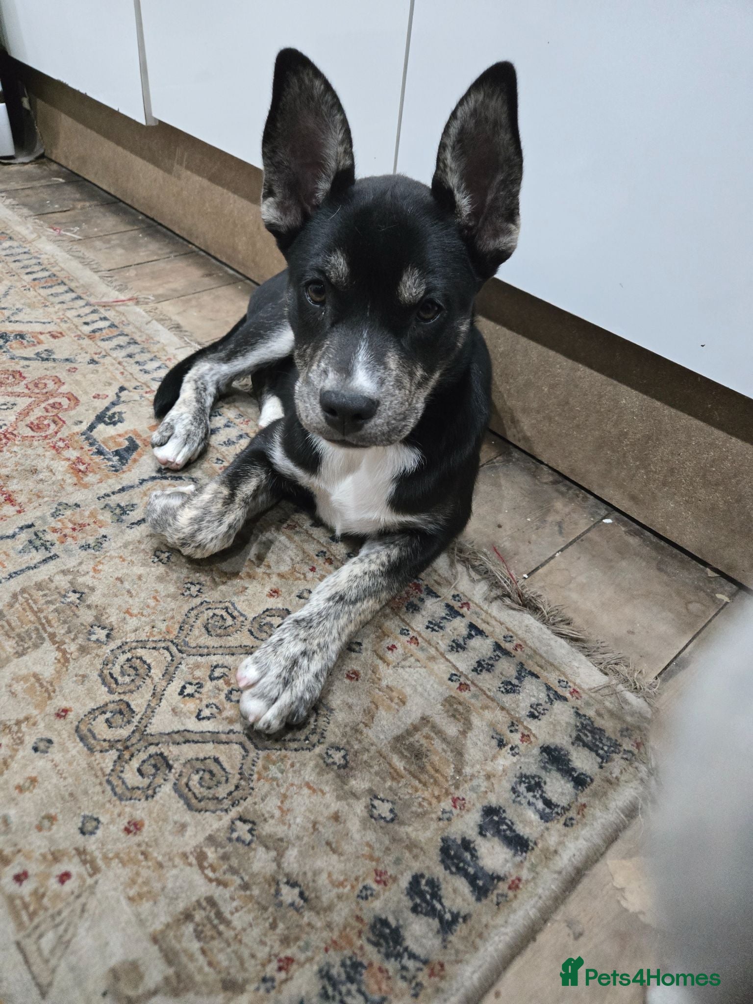 Mixed Breed dogs Bulsky puppies  - Advert 13