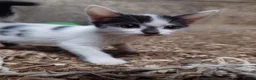 Mixed Breed cats for sale: Friendly Farm Kittens - Advert 10