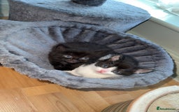 Domestic Shorthair cats for sale: 3 gorgeous kittens 6 weeks old atm - Image 2