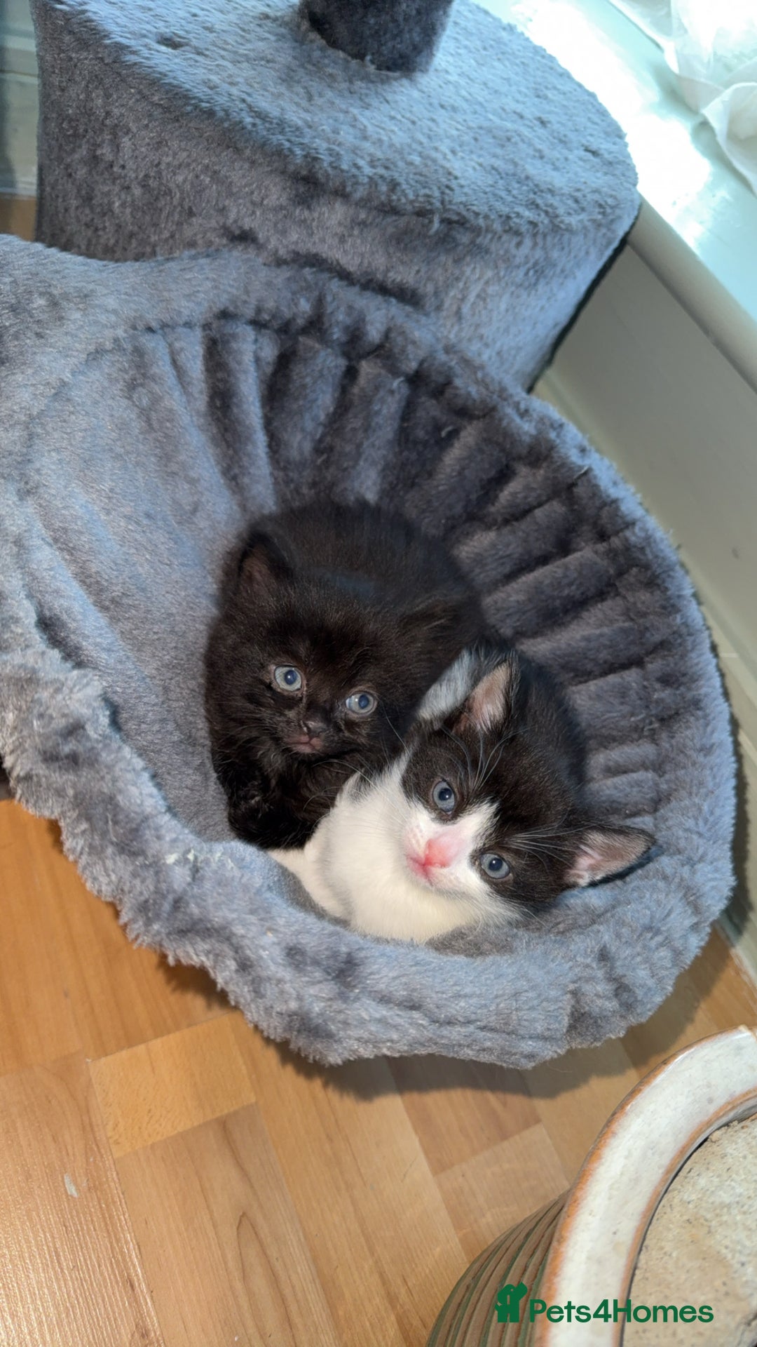 Domestic Shorthair cats for sale: 3 gorgeous kittens 6 weeks old atm - Image 2