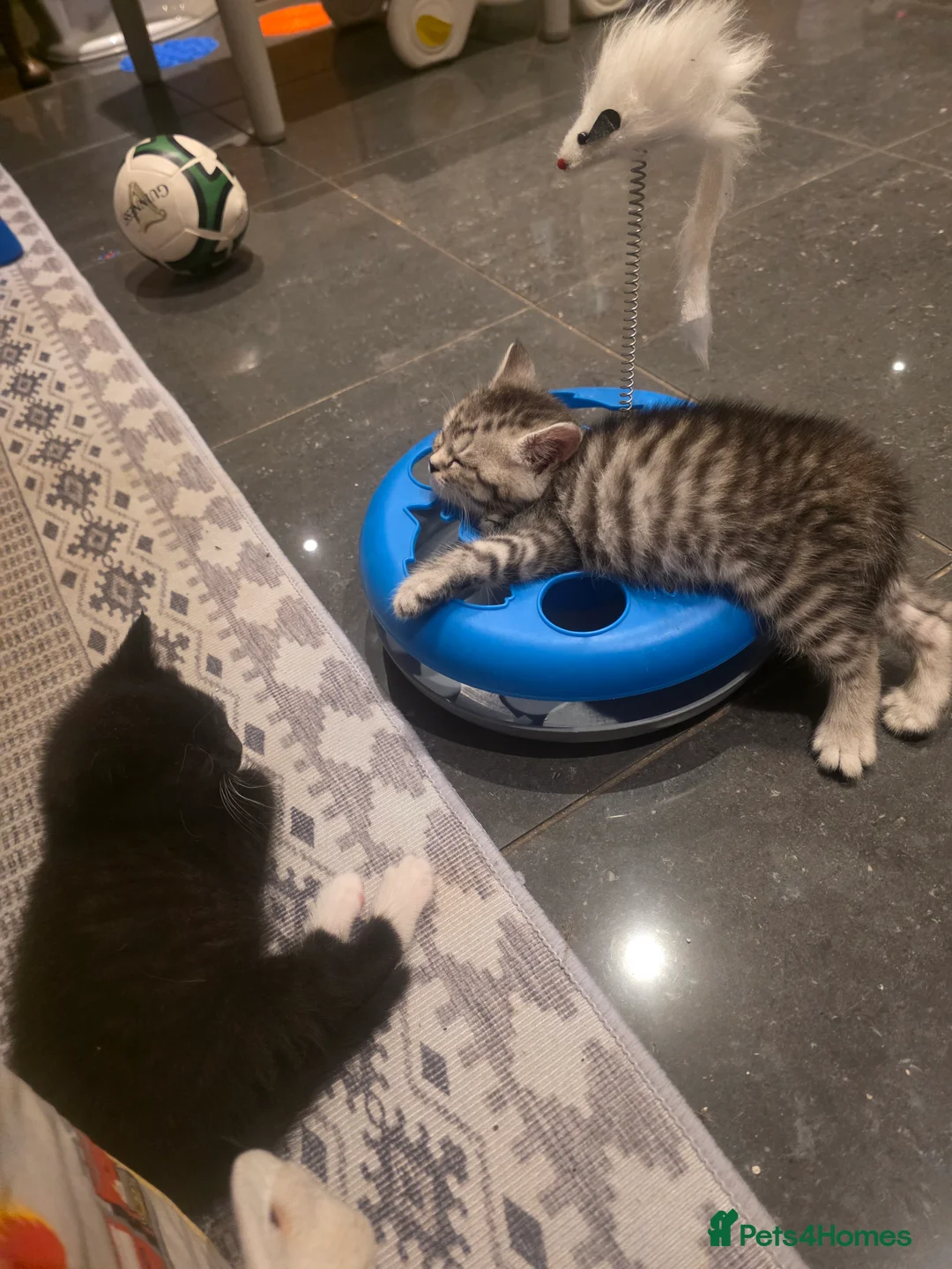 British Shorthair cats for sale: The cutest British Shorthair kittens  - Advert 38