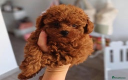 Toy Poodle dogs for sale: Purebred Toy Poodles Puppies Loving Homes! - Image 2