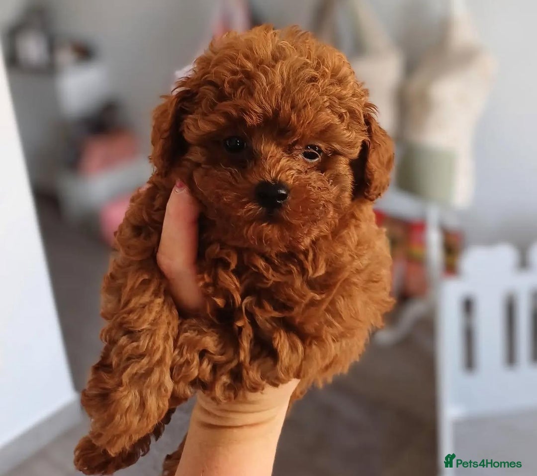 Toy Poodle dogs for sale: Purebred Toy Poodles Puppies Loving Homes! - Image 2