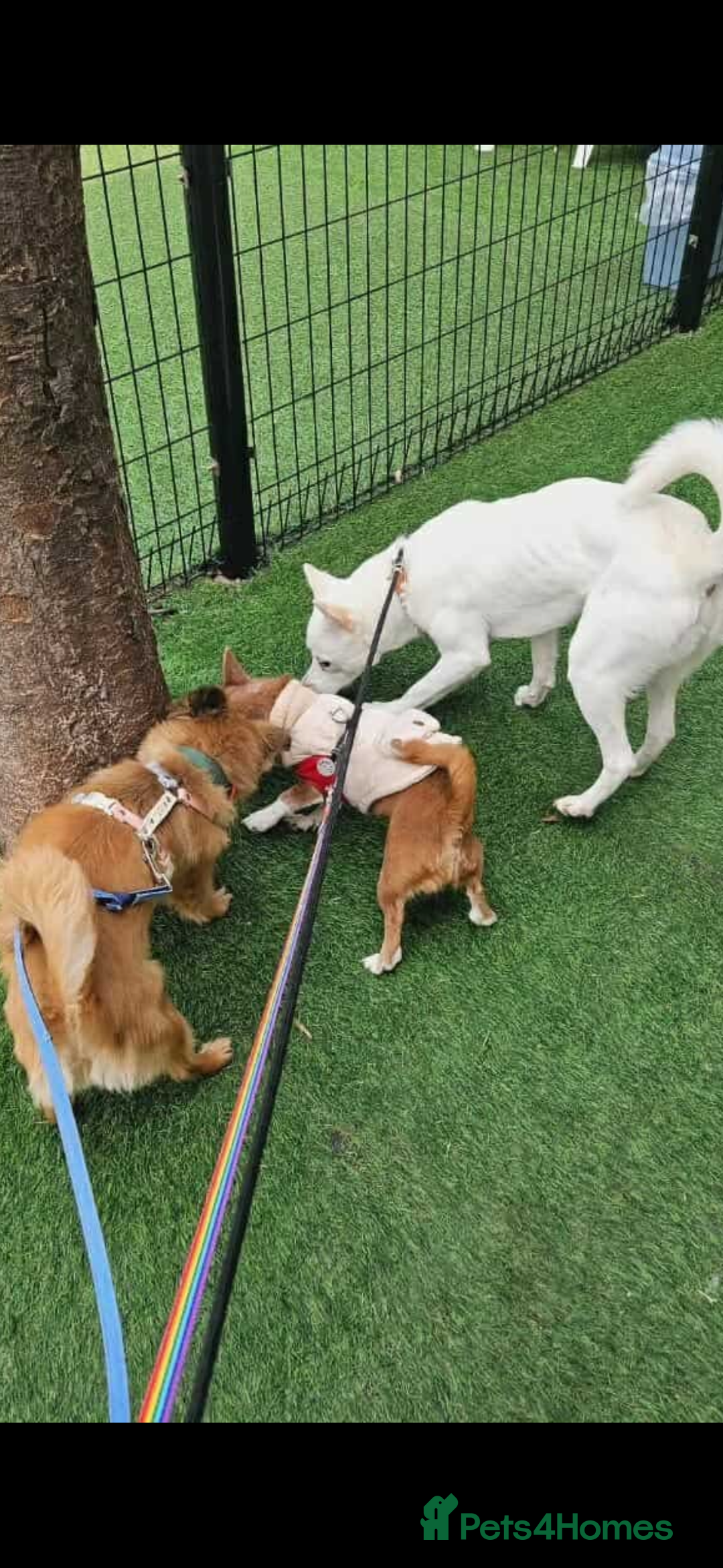 Pomsky dogs for adoption: Goori 4-5 years meat trade survivor  - Image 5