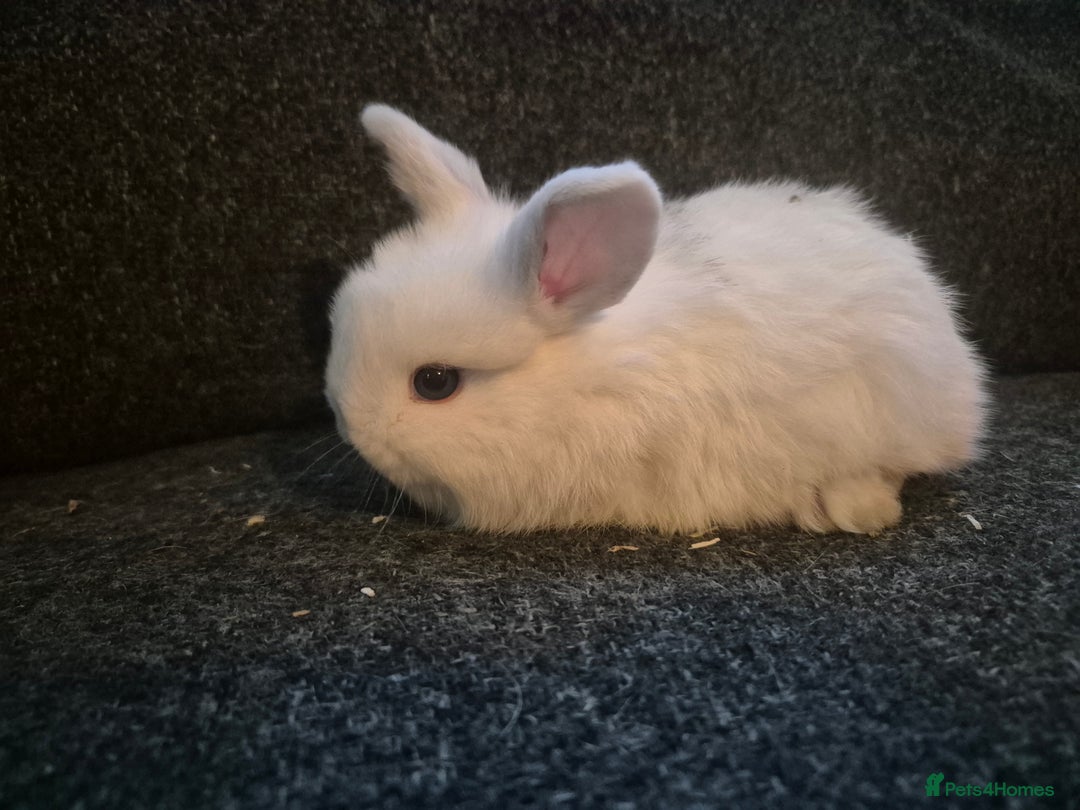 Mixed Breed rabbits for sale: 8 x babies ready to leave 6th jan - Advert 3