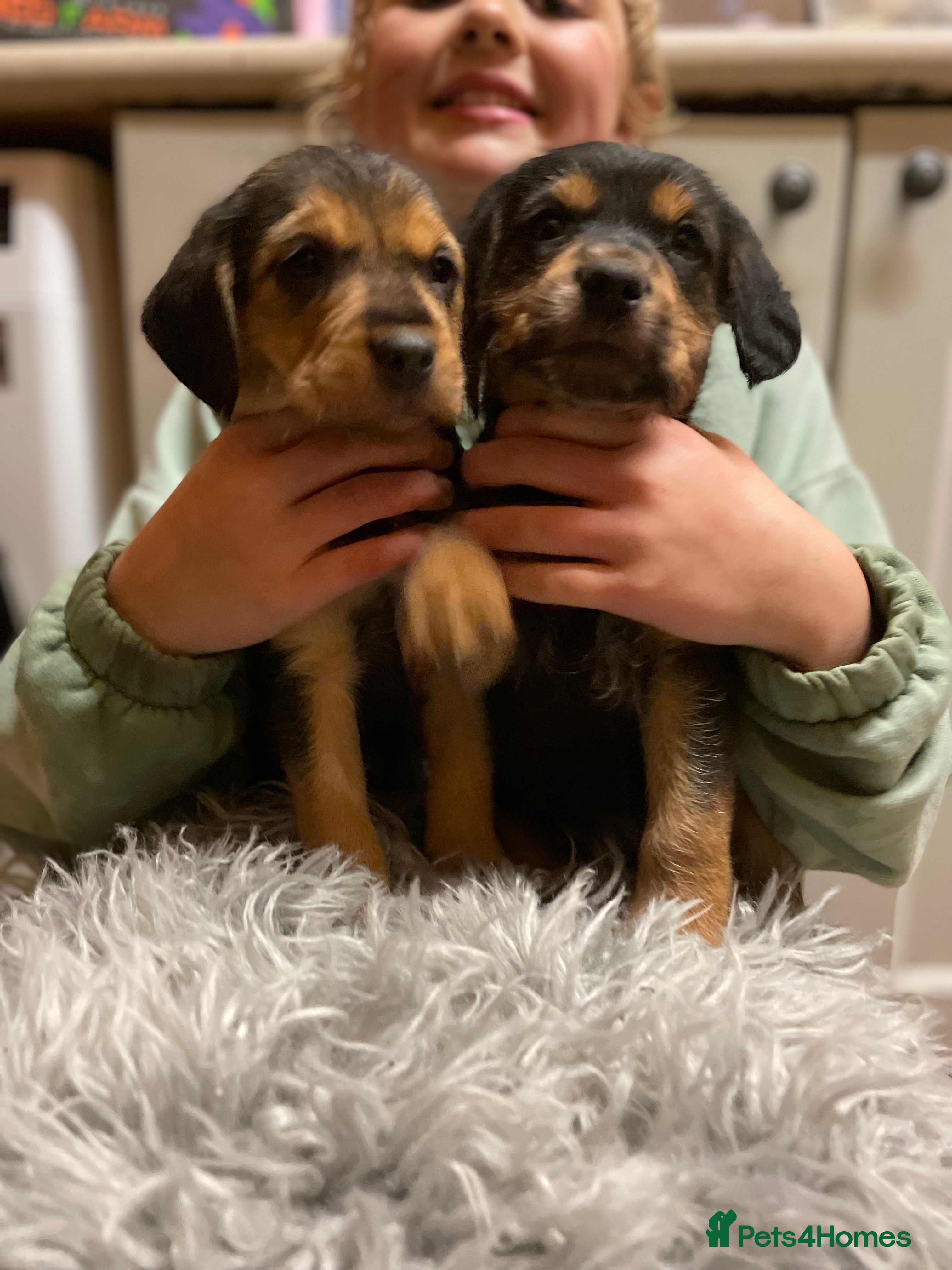 Mixed Breed dogs Beautiful Border Terrier X Show cocker spaniels  - Advert 16