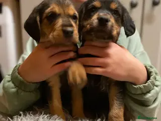 Mixed Breed dogs Beautiful Border Terrier X Show cocker spaniels - Advert 16