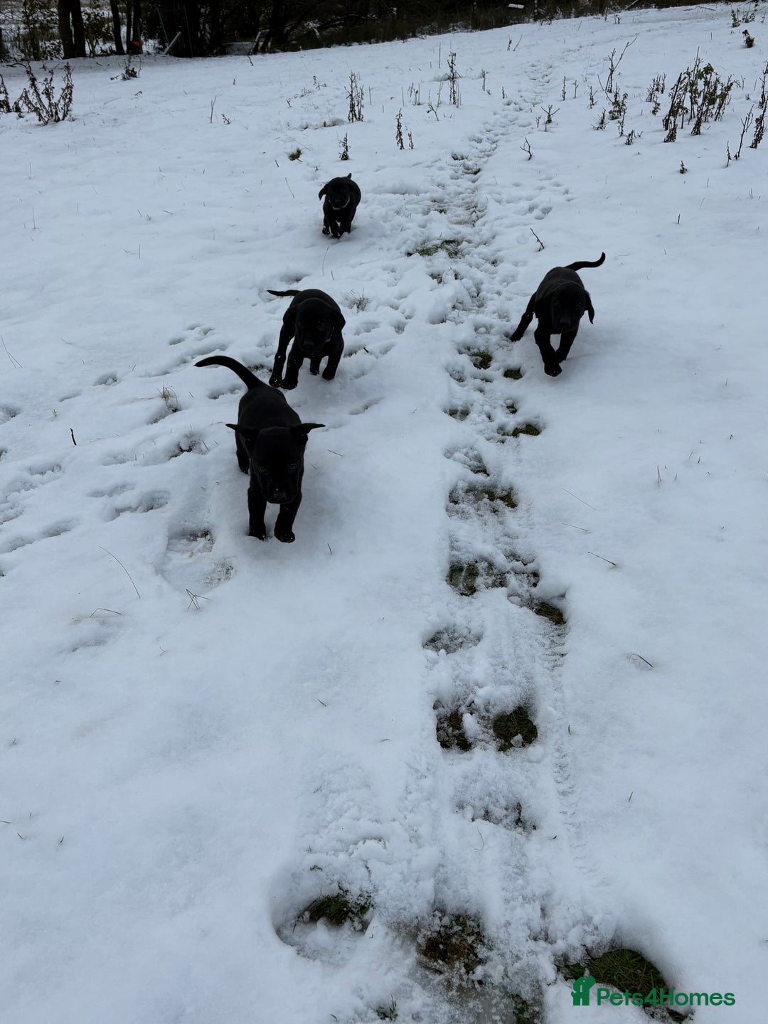 Labrador Retriever dogs for sale: Ready to leave now 3 gorgeous males pups left  - Advert 26
