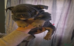 Mixed Breed dogs for sale: Bulldog puppy’s ready (5 BOYS LEFT 💙) - Image 8