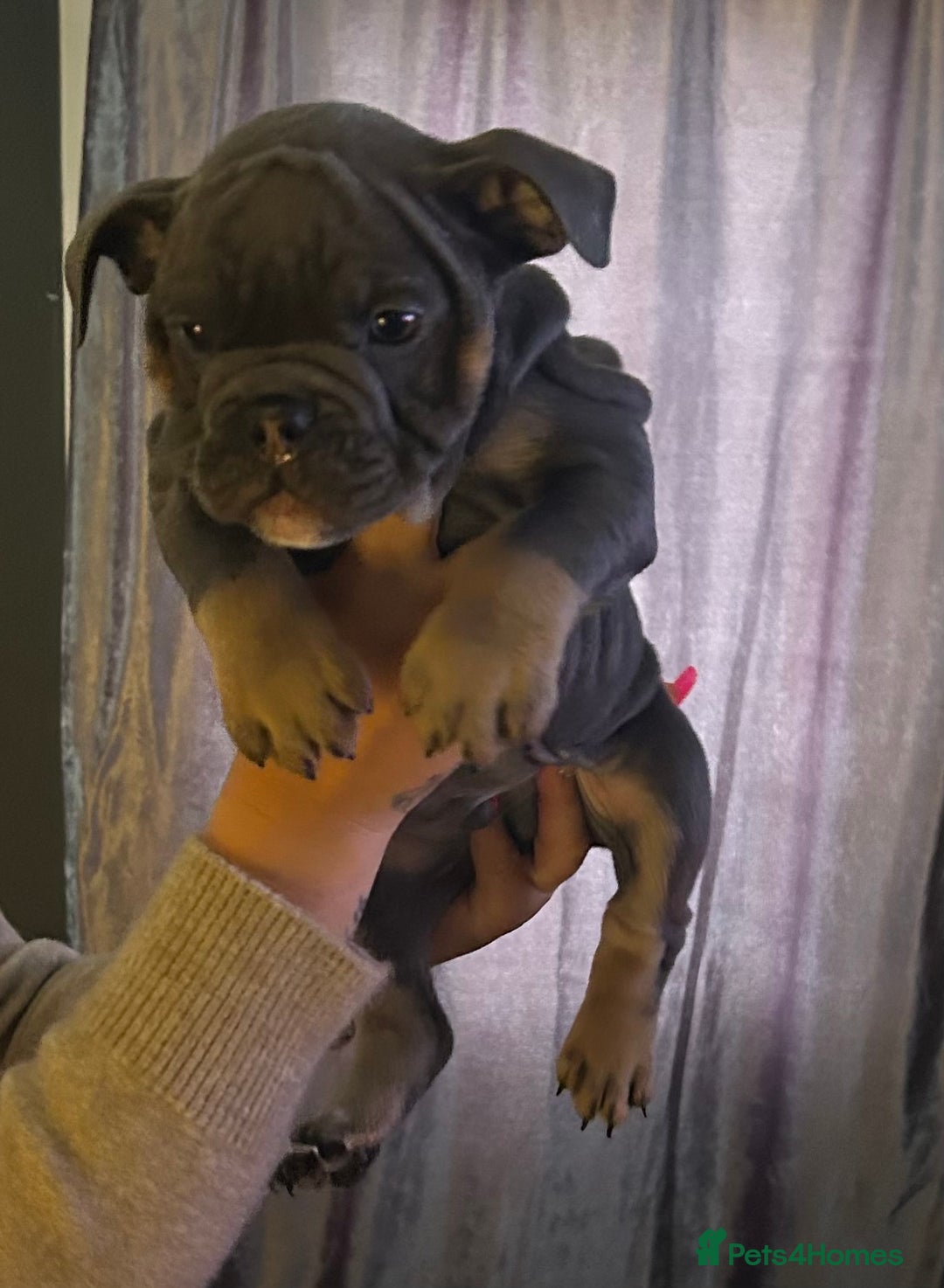 Mixed Breed dogs for sale: Bulldog puppy’s ready (5 BOYS LEFT 💙) - Image 8