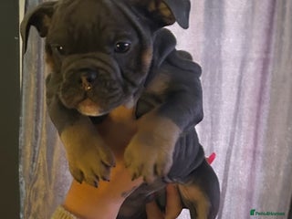 Mixed Breed dogs - Advert 1