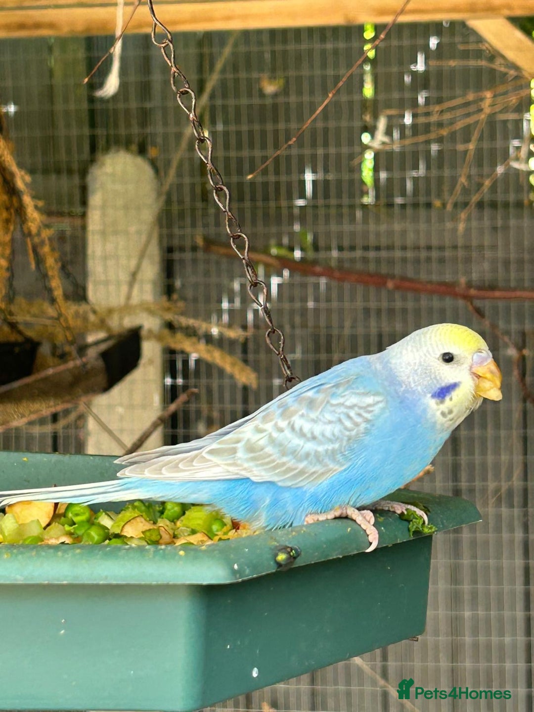 Budgerigars birds for sale: BEAUTIFUL BABY BUDGIES FOR SALE - Image 3