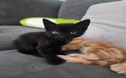 Mixed Breed cats for sale: Mixed breed females  - Image 3