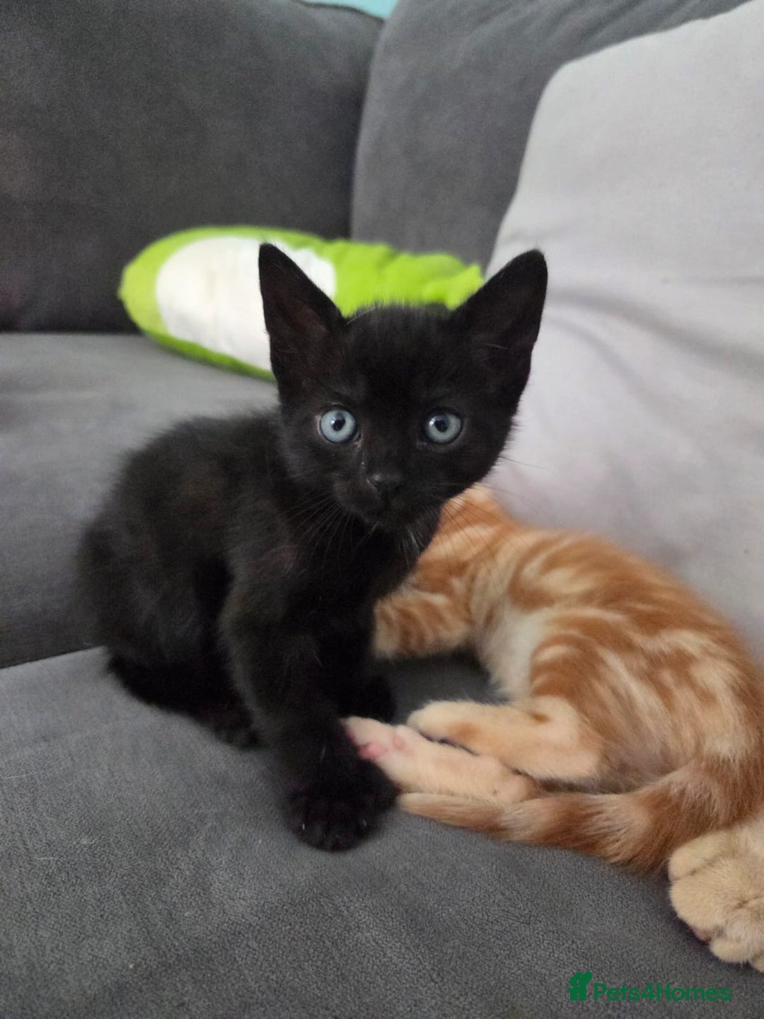 Mixed Breed cats for sale: Mixed breed females  - Image 3