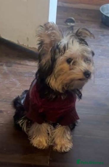 Yorkshire Terrier dogs Yorkshire terriers 1 boy 3 girls - Advert 1