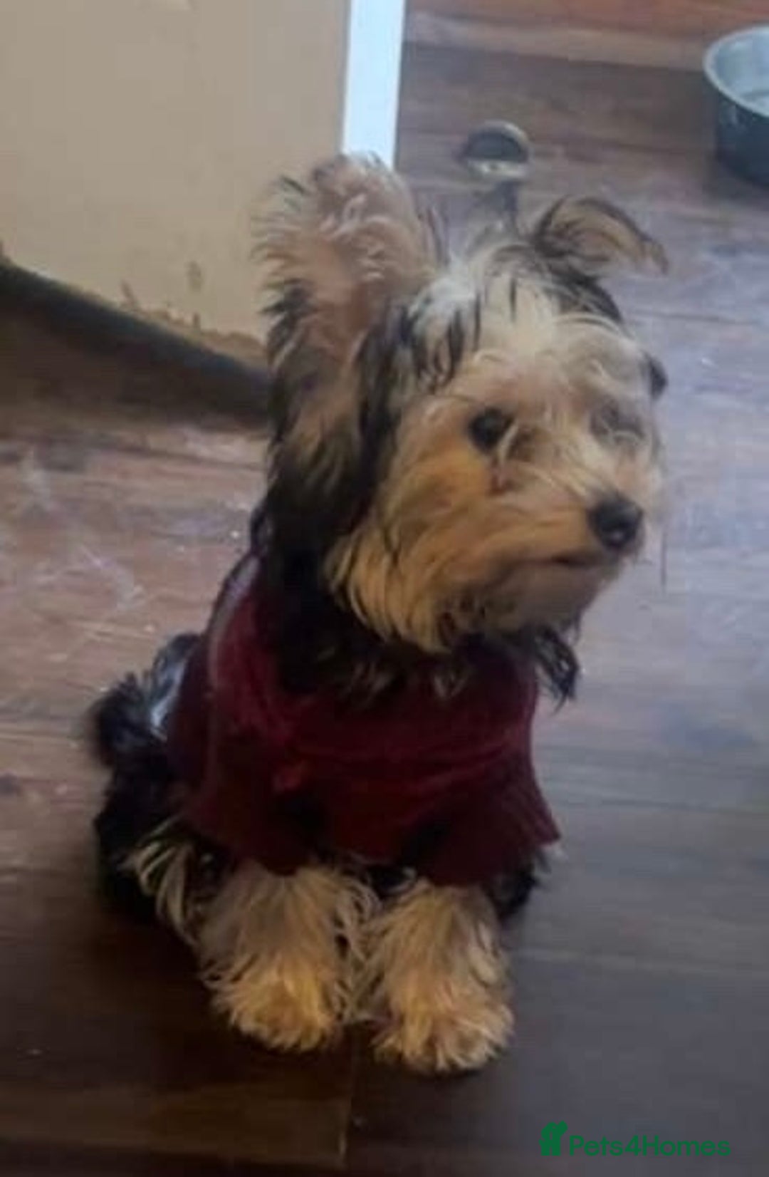 Yorkshire Terrier dogs for sale: Yorkshire terriers 1 boy 3 girls - Advert 2