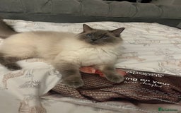 Ragdoll cats for sale: 5 year old Ragdoll cat - Image 7