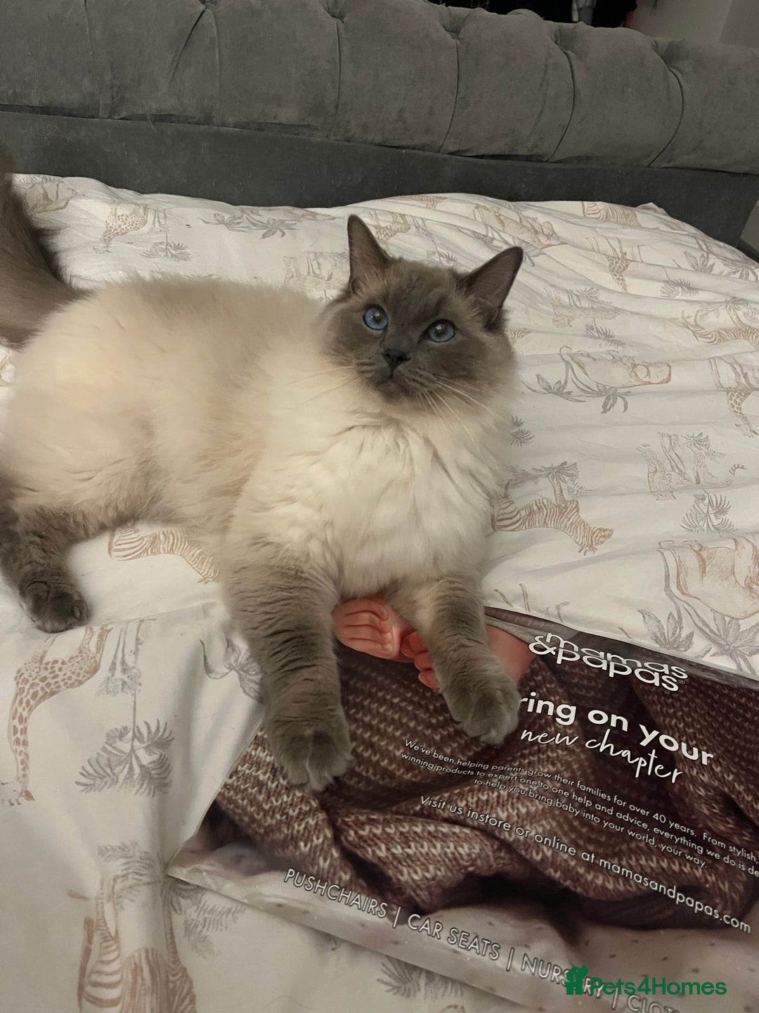 Ragdoll cats for sale: 5 year old Ragdoll cat - Image 7