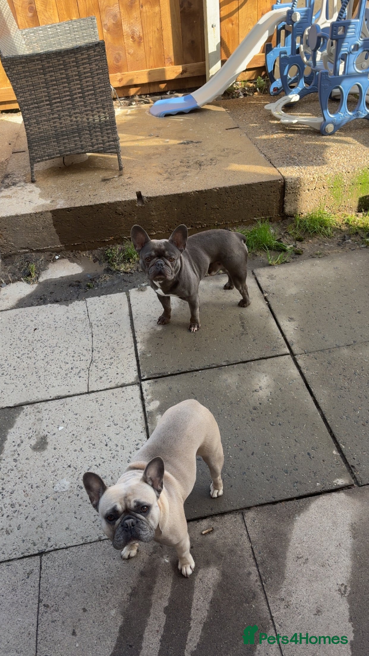 French Bulldog dogs Male & female frenchie - Advert 1