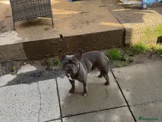 French Bulldog dogs Male & female frenchie - Advert 1
