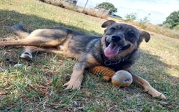 Mixed Breed dogs for adoption: Bramble - super affectionate boy  - Image 2