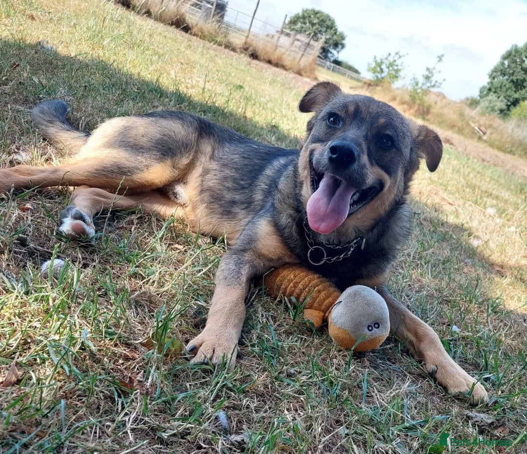 Mixed Breed dogs for adoption: Bramble - super affectionate boy  - Image 2