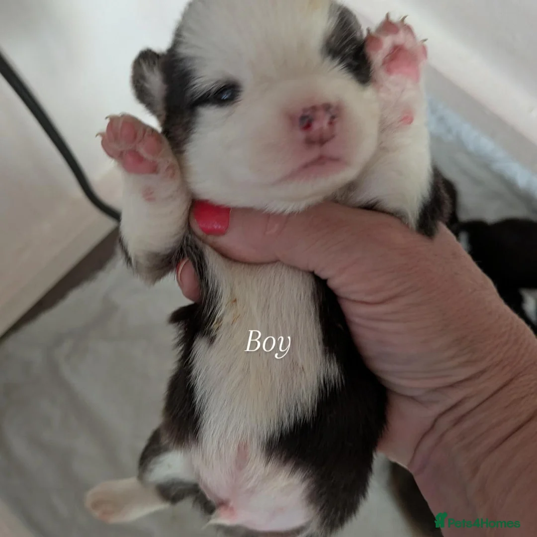 Welsh Corgi Pembroke dogs for sale: Quality, dna clear healthy fit pups - Advert 2