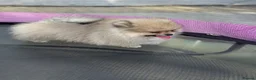 Pomeranian dogs for sale: Double coated true to type Pomeranians  - Advert 9