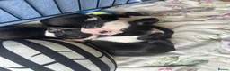 Boston Terrier dogs for sale: Kc reg Stunning full collar Boston terriers  - Advert 19