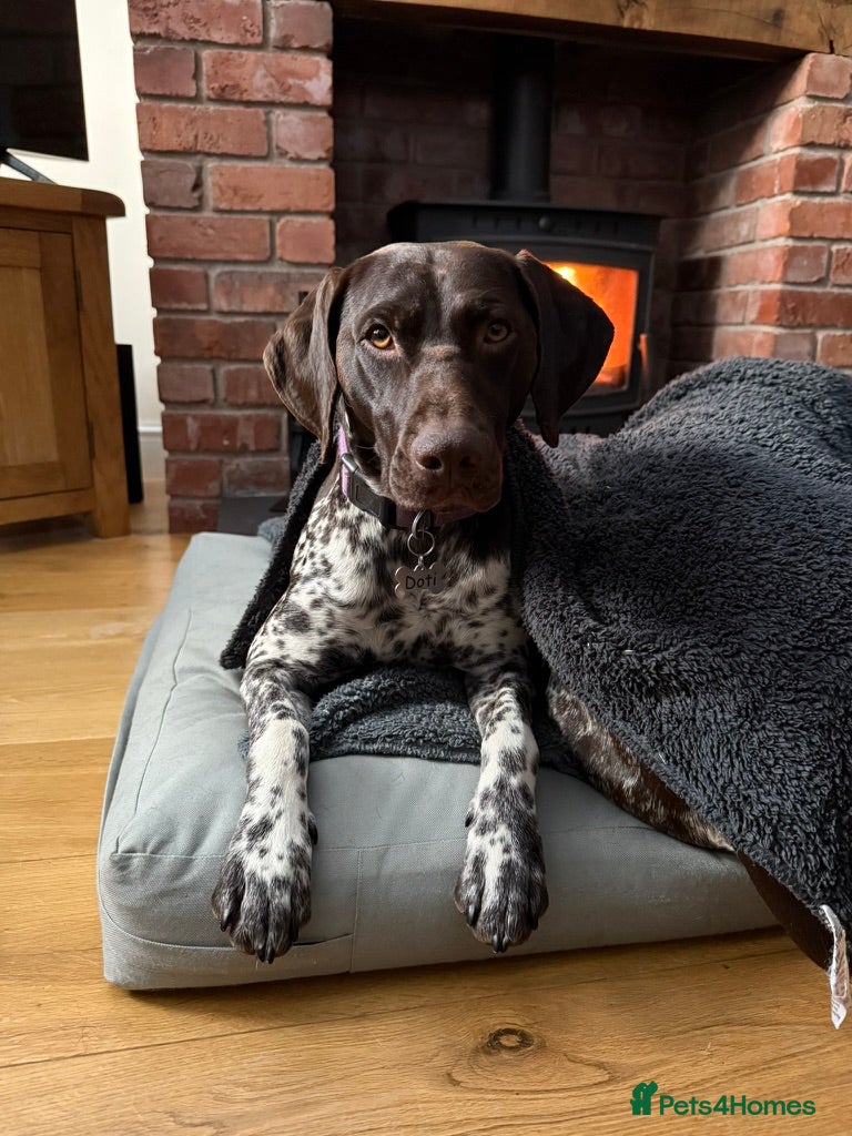 German Shorthaired Pointer dogs Stunning German Shorthaired Pointer Pups KC Reg'd - Advert 3
