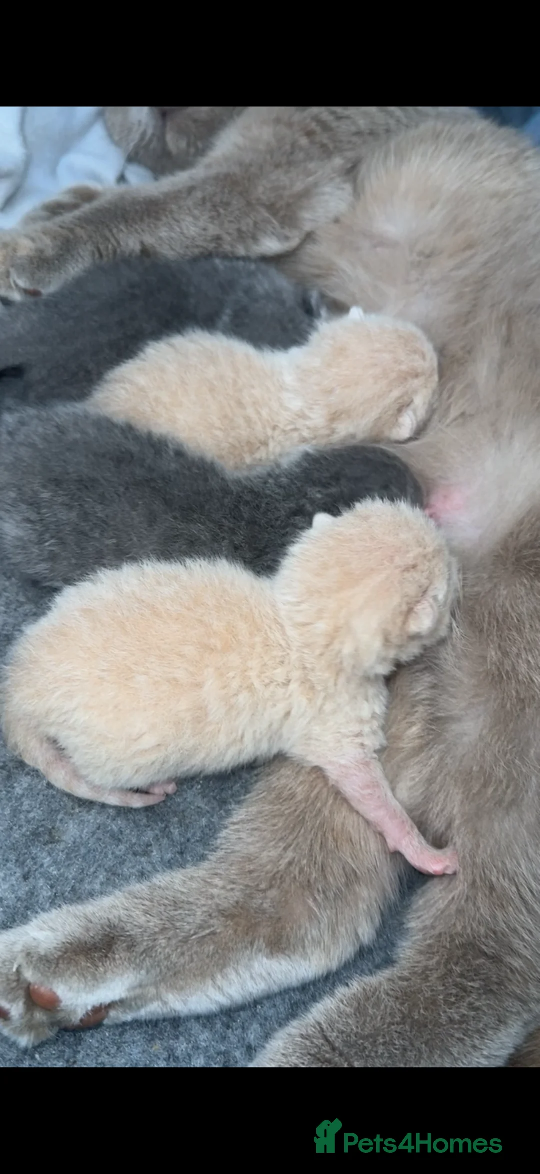 Scottish Fold cats for sale: Scottish fold x British blue kittens  in Faversham - Advert 2