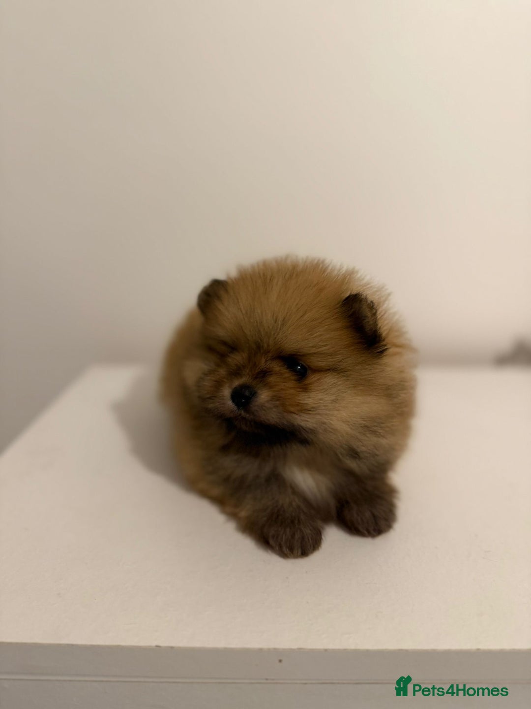 Pomeranian dogs for sale: Pomeranian puppies for sale .  - Advert 28