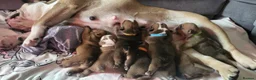 English Bulldog dogs for sale: STUNNING TRADITIONAL ENGLISH BULLDOG - Advert 12