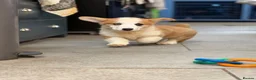 Welsh Corgi Pembroke dogs for sale: Welsh Pembroke Corgi puppies  - Advert 3