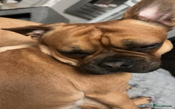 Mixed Breed dogs for sale: Beautiful frenchie cross - Image 2