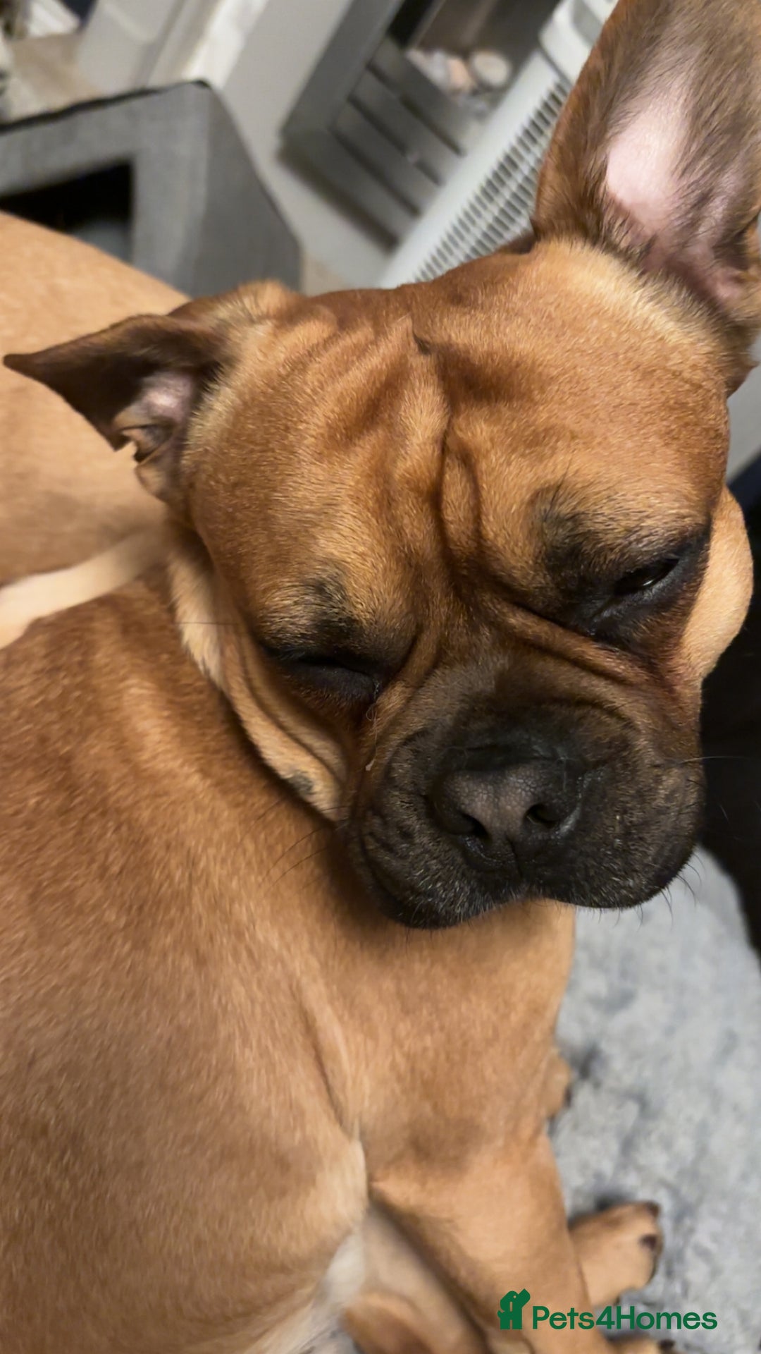 Mixed Breed dogs for sale: Beautiful frenchie cross - Image 2