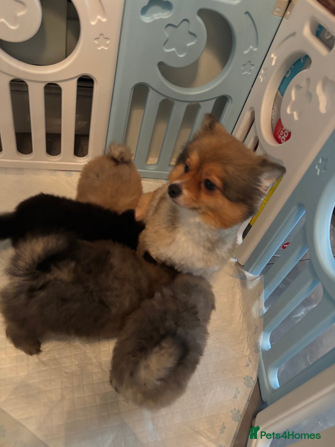 Pomeranian dogs for sale: Miniature teddy Poms  - Image 6