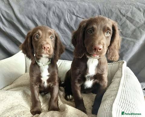 Sprocker dogs Sprocker pups for sale ( Springer x Cocker) - Advert 11