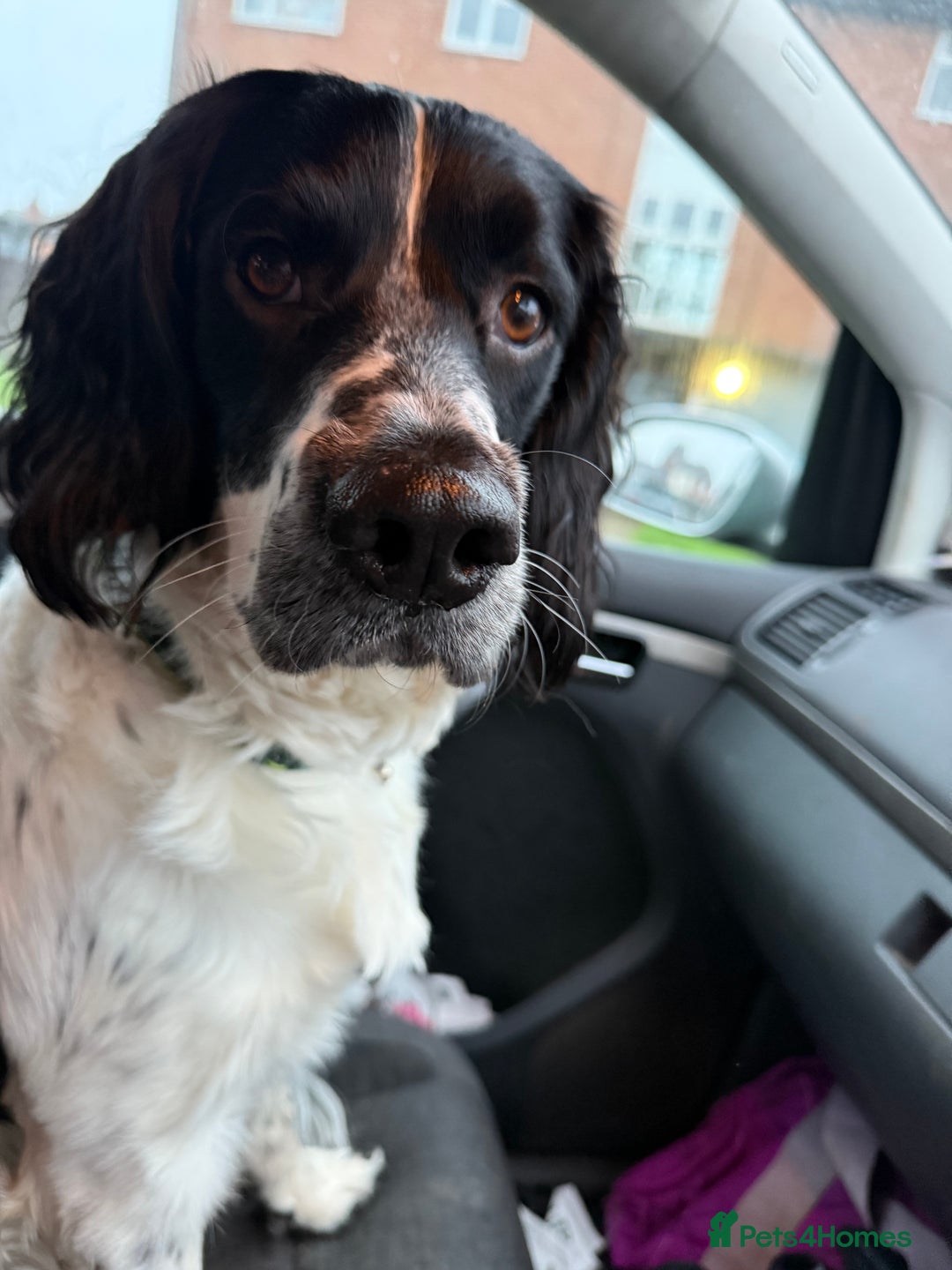 Sprocker dogs for sale: Sprocker puppies  - Advert 2