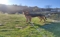 Mixed Breed dogs for adoption: Gino 3 year old Macedonian rescue  - Image 4